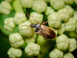 Attēlu rezultāti vaicājumam “Isomira murina”