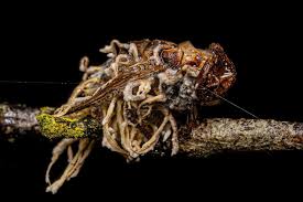 Attēlu rezultāti vaicājumam “Cordyceps stylophora”
