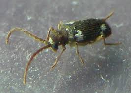 Attēlu rezultāti vaicājumam “Ptinus sp.”