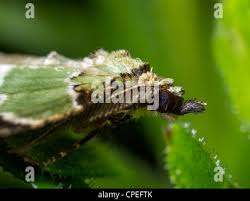 Attēlu rezultāti vaicājumam “Colostygia pectinataria”