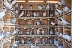 Image result for Meridian Racing Pigeon Lofts