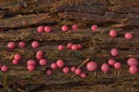 Attēlu rezultāti vaicājumam “Lycogala confusum spores”