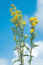 Attēlu rezultāti vaicājumam “Solidago virgaurea”