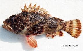 Image result for Scorpaena porcus