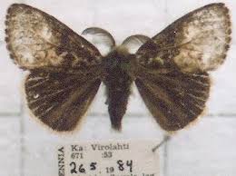 Attēlu rezultāti vaicājumam “Gynaephora selenitica larva”