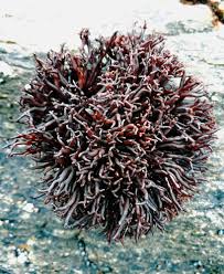 Attēlu rezultāti vaicājumam “Hildenbrandia rivularis”