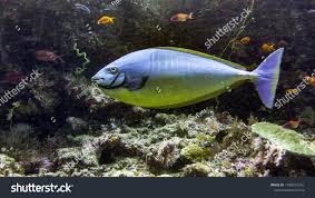 Image result for Naso hexacanthus