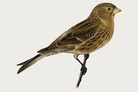 Image result for twite photo