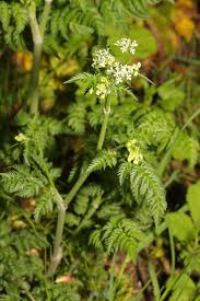 Attēlu rezultāti vaicājumam “Anthriscus sylvestris bud”