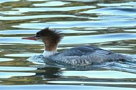 Attēlu rezultāti vaicājumam “Mergus merganser juvenile”