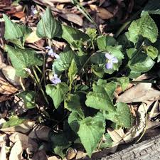 Attēlu rezultāti vaicājumam “Viola uliginosa leaf”