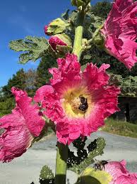 Image result for Alcea rosea