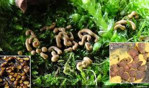 Attēlu rezultāti vaicājumam “Gulielmina vermicularis”