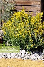 Image result for Genista tinctoria