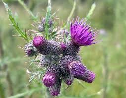 Attēlu rezultāti vaicājumam “Cirsium palustre leaf”