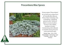 Attēlu rezultāti vaicājumam “Picea pungens”