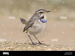 Attēlu rezultāti vaicājumam “Luscinia svecica”