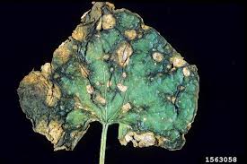 Attēlu rezultāti vaicājumam “Diderma radiatum stalked”