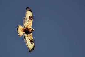 Attēlu rezultāti vaicājumam “Buteo lagopus”