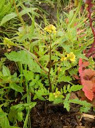 Attēlu rezultāti vaicājumam “Rorippa sylvestris leaf”