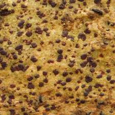 Attēlu rezultāti vaicājumam “Arthonia spadicea”