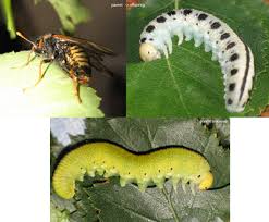 Attēlu rezultāti vaicājumam “Cimbex luteus”