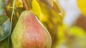 Attēlu rezultāti vaicājumam “Trientalis europaea fruit”