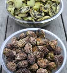 Attēlu rezultāti vaicājumam “Juglans cinerea”