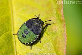 Attēlu rezultāti vaicājumam “Palomena prasina nymph”