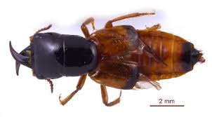 Attēlu rezultāti vaicājumam “Oxyporus”