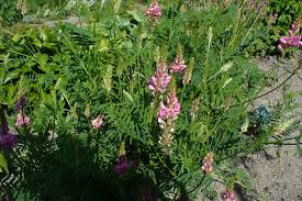 Attēlu rezultāti vaicājumam “Onobrychis arenaria leaf”