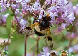Attēlu rezultāti vaicājumam “Volucella pellucens”
