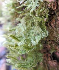 Attēlu rezultāti vaicājumam “Neckera pennata”