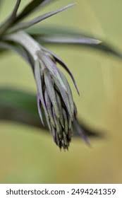 Attēlu rezultāti vaicājumam “Epipactis atrorubens bud”