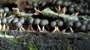 Attēlu rezultāti vaicājumam “Diderma floriforme macro”