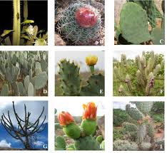 Image result for Cactaceae