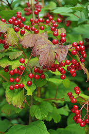 Attēlu rezultāti vaicājumam “Viburnum opulus fruit”