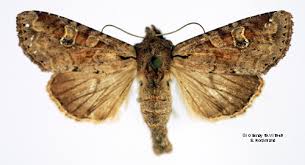 Attēlu rezultāti vaicājumam “Apamea sordens”