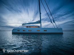 Image result for Cygnus cygnus