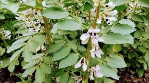 Attēlu rezultāti vaicājumam “Vicia faba flower”