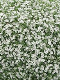 Attēlu rezultāti vaicājumam “Gypsophila muralis”