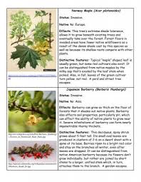 Attēlu rezultāti vaicājumam “Acer platanoides fruit”