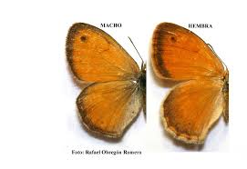 Attēlu rezultāti vaicājumam “Coenonympha pamphilus”