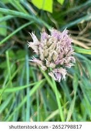 Attēlu rezultāti vaicājumam “Allium schoenoprasum fruit”