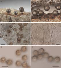 Attēlu rezultāti vaicājumam “Lamproderma pulchellum macro”