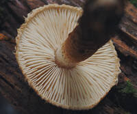 Attēlu rezultāti vaicājumam “Cystoderma amianthinum”