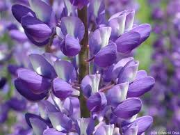 Attēlu rezultāti vaicājumam “Lupinus polyphyllus flower”
