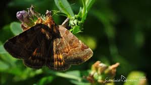 Attēlu rezultāti vaicājumam “Euclidia glyphica”