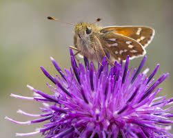 Attēlu rezultāti vaicājumam “Hesperia comma underside”