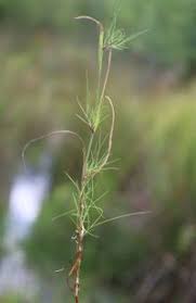 Attēlu rezultāti vaicājumam “Agrostis canina”
